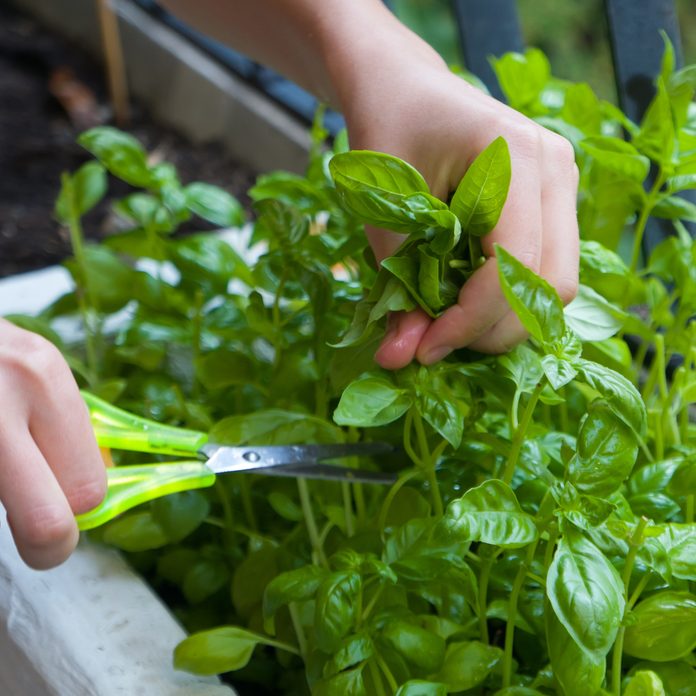 cutting basil plant