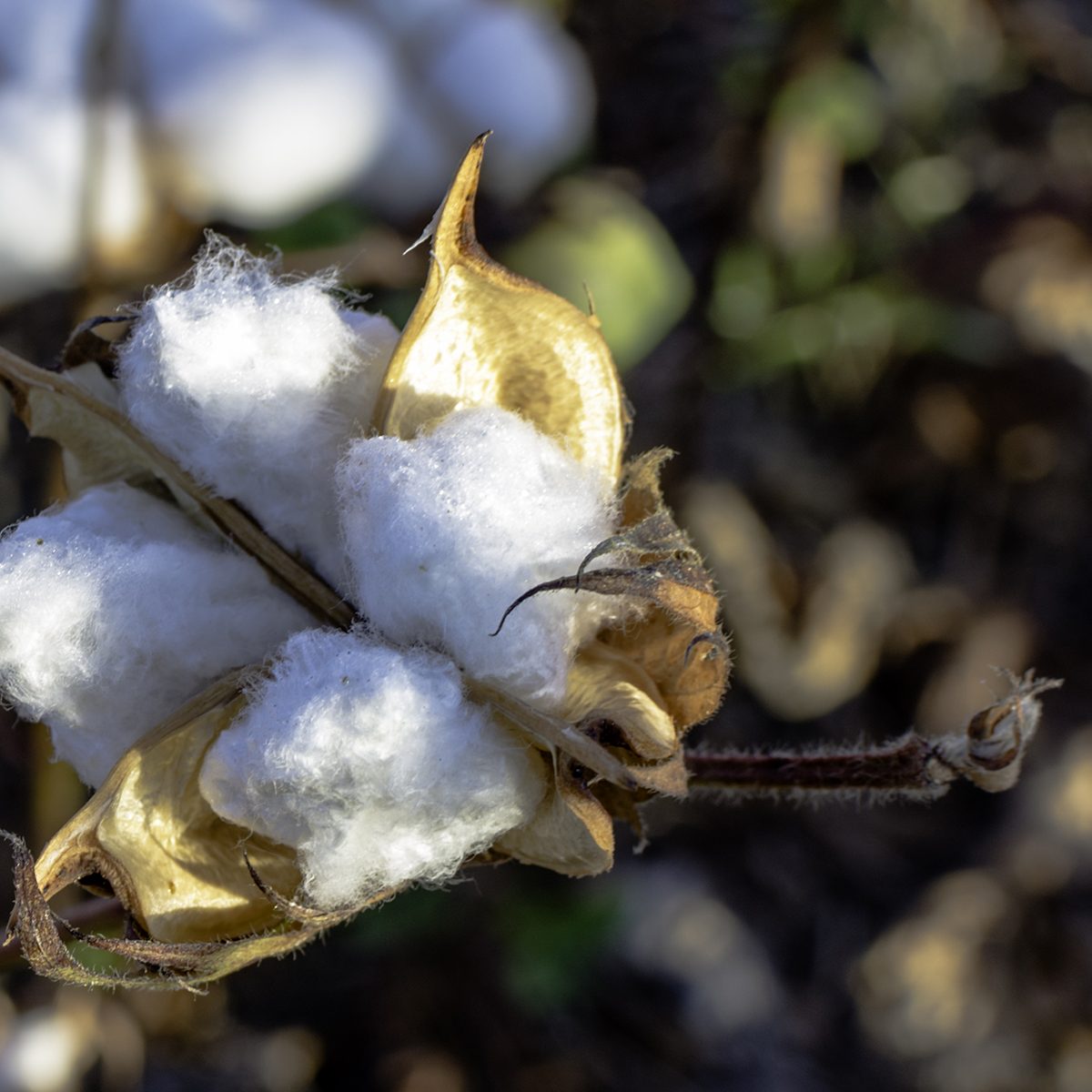 Close up of ripe cotton ball in field