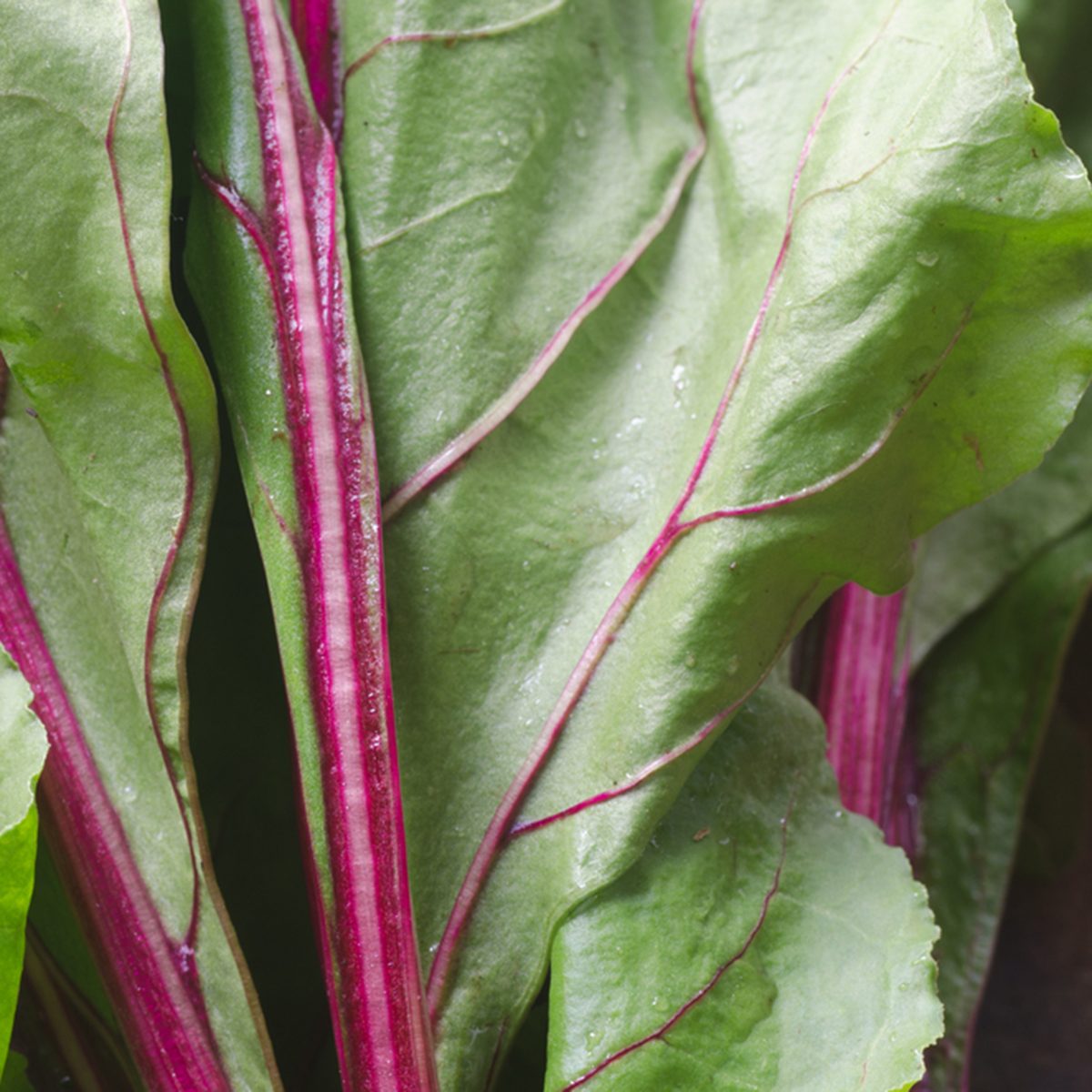 closeup to fresh beet leaves