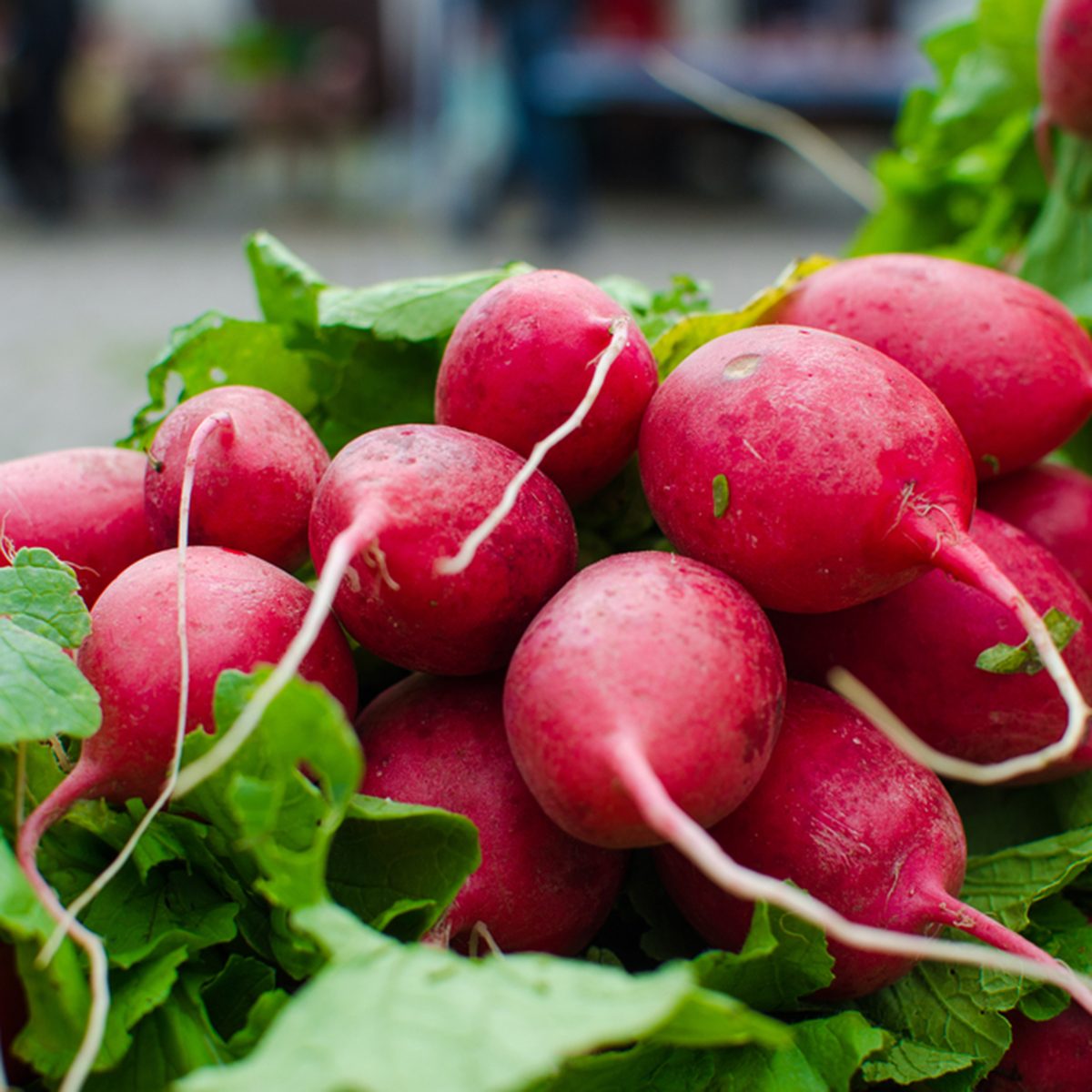 fresh radishes with leaves