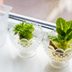 How to Regrow Celery from Scraps