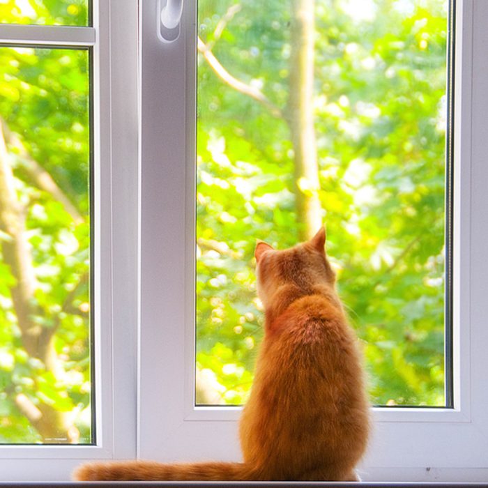 red cat on the window