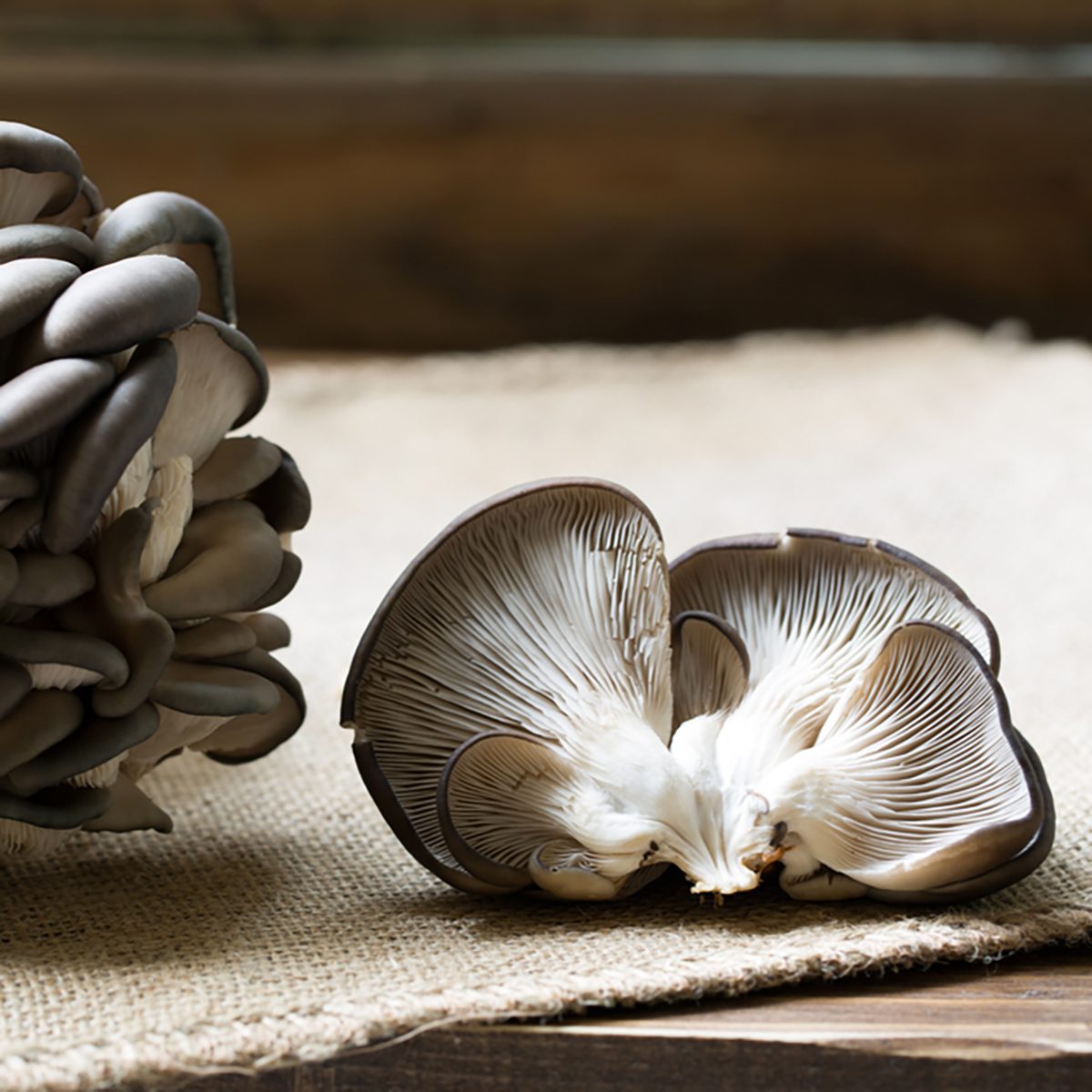 Oyster mushrooms