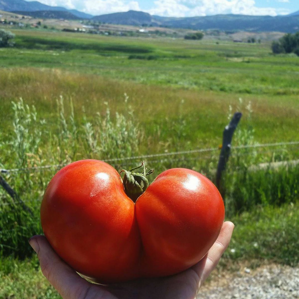 Living Farm colorado