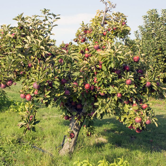 A row of trees with red apples