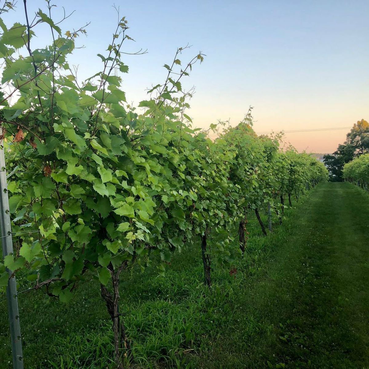 The Winery at Sovereign Estate