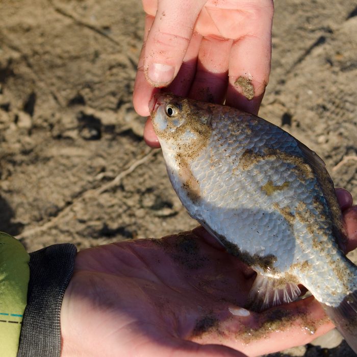 fresh-caught fish buffalo in the fisherman