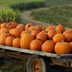 The Best Pumpkin Patch in Every State