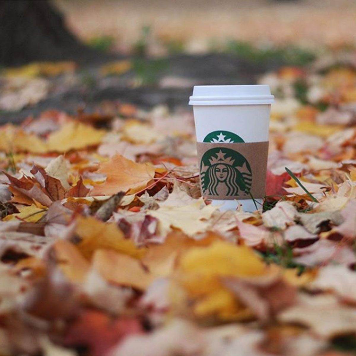 Pumpkin Patch Latte