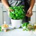 15 Best Herbs to Grow Indoors and Use in All Your Recipes