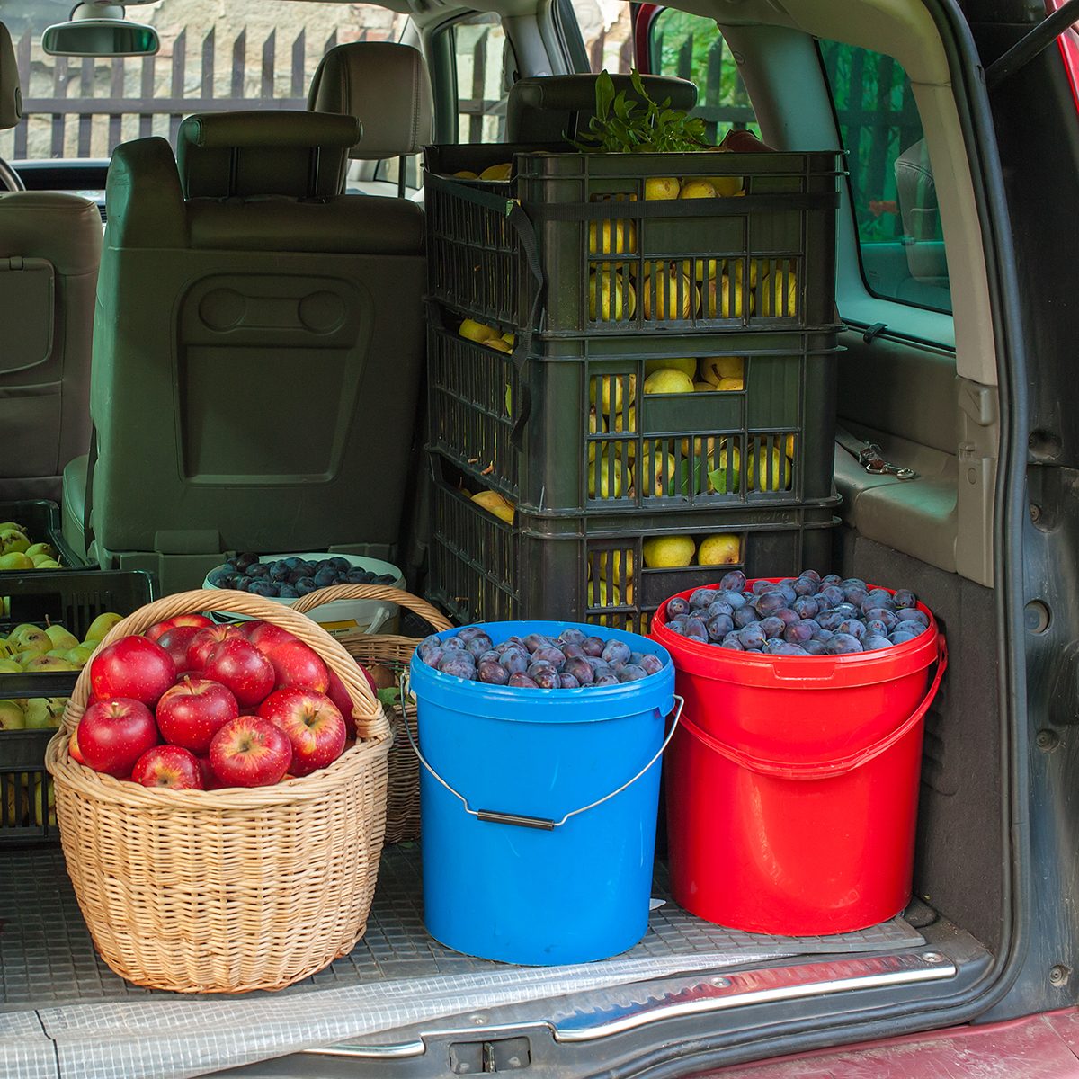 Car trunk full of autumn harvest from the forest and garden