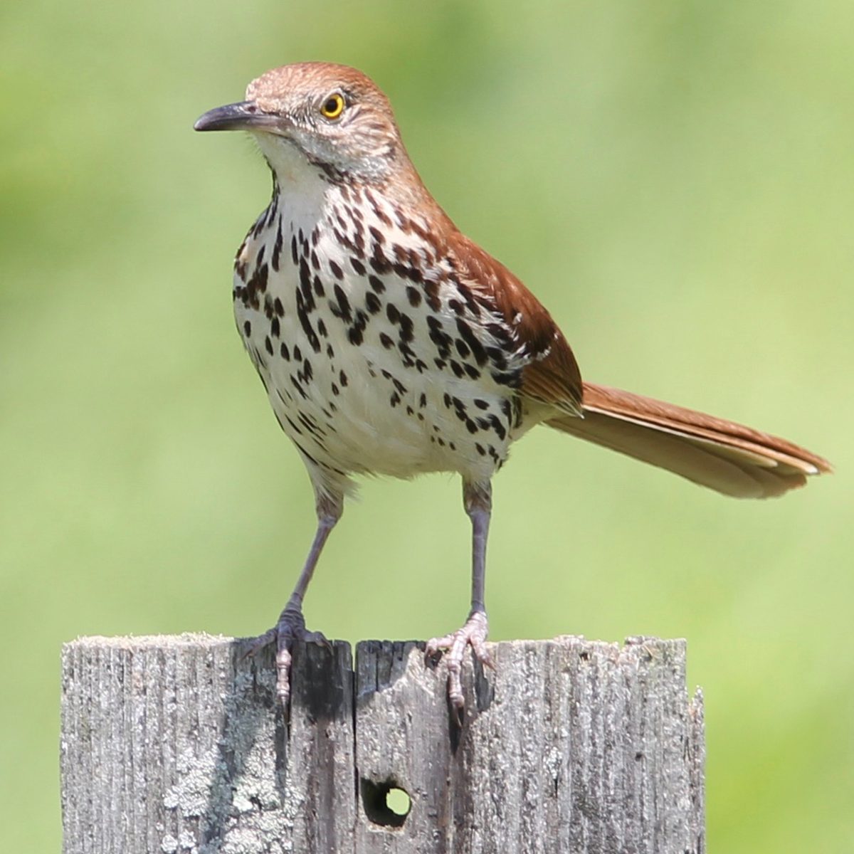 I chose this shot that I took of a Brown Thrasher; because of his intense look; beautiful yellow eyes; and his gorgeous colors. Also for his awesome singing ! I find the Brown Thrasher a very interesting bird to watch with his serious expressions. This shot was a lifer for me! I couldn