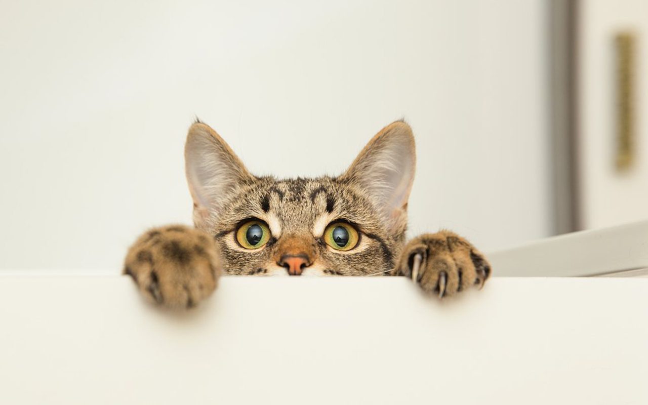 This Is Why Cats Are Afraid of Cucumbers