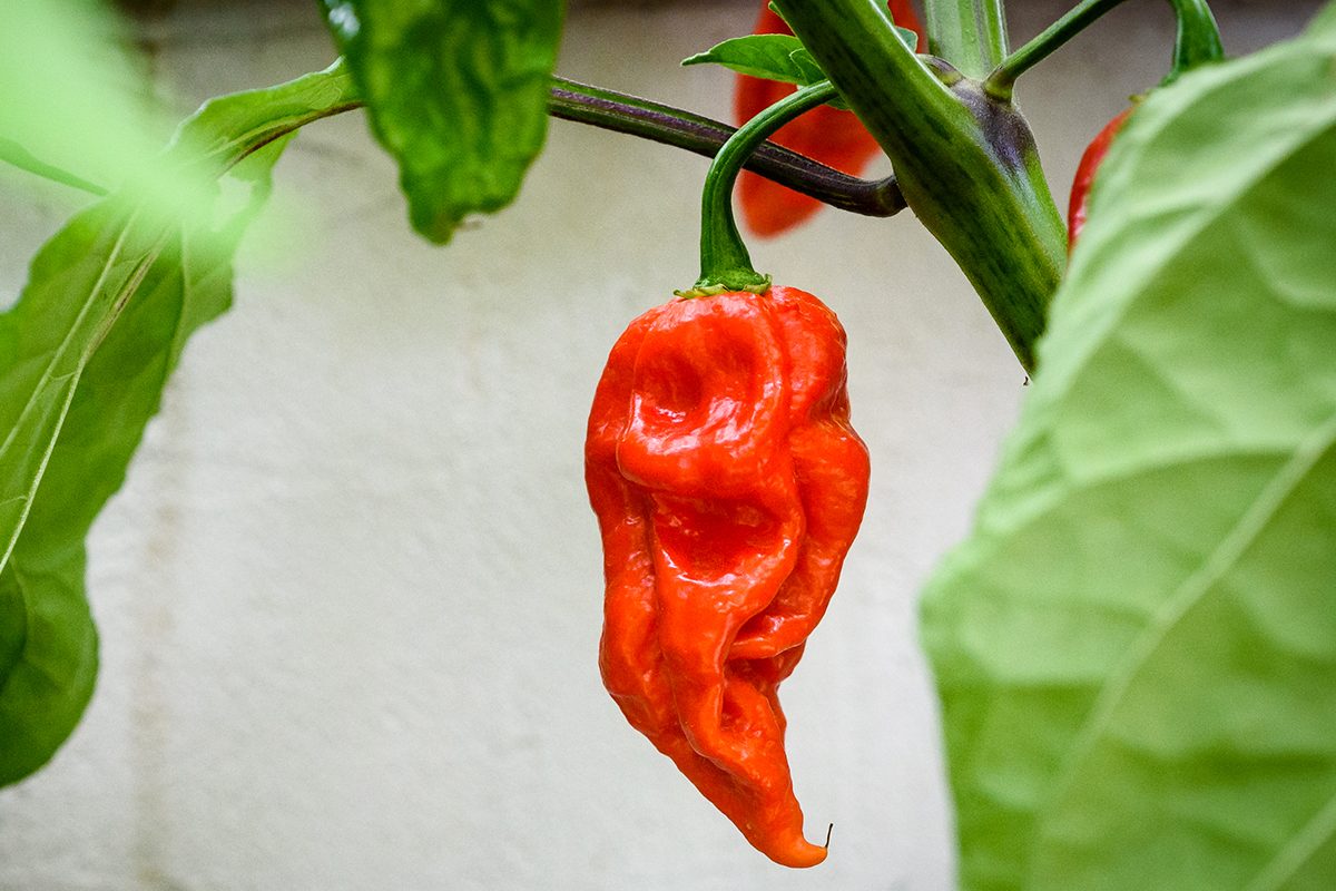 Red hot chilli pepper Bhut Jolokia on a plant. Capsicum chinense peppers on a green plant with leaves in home garden or a farm.