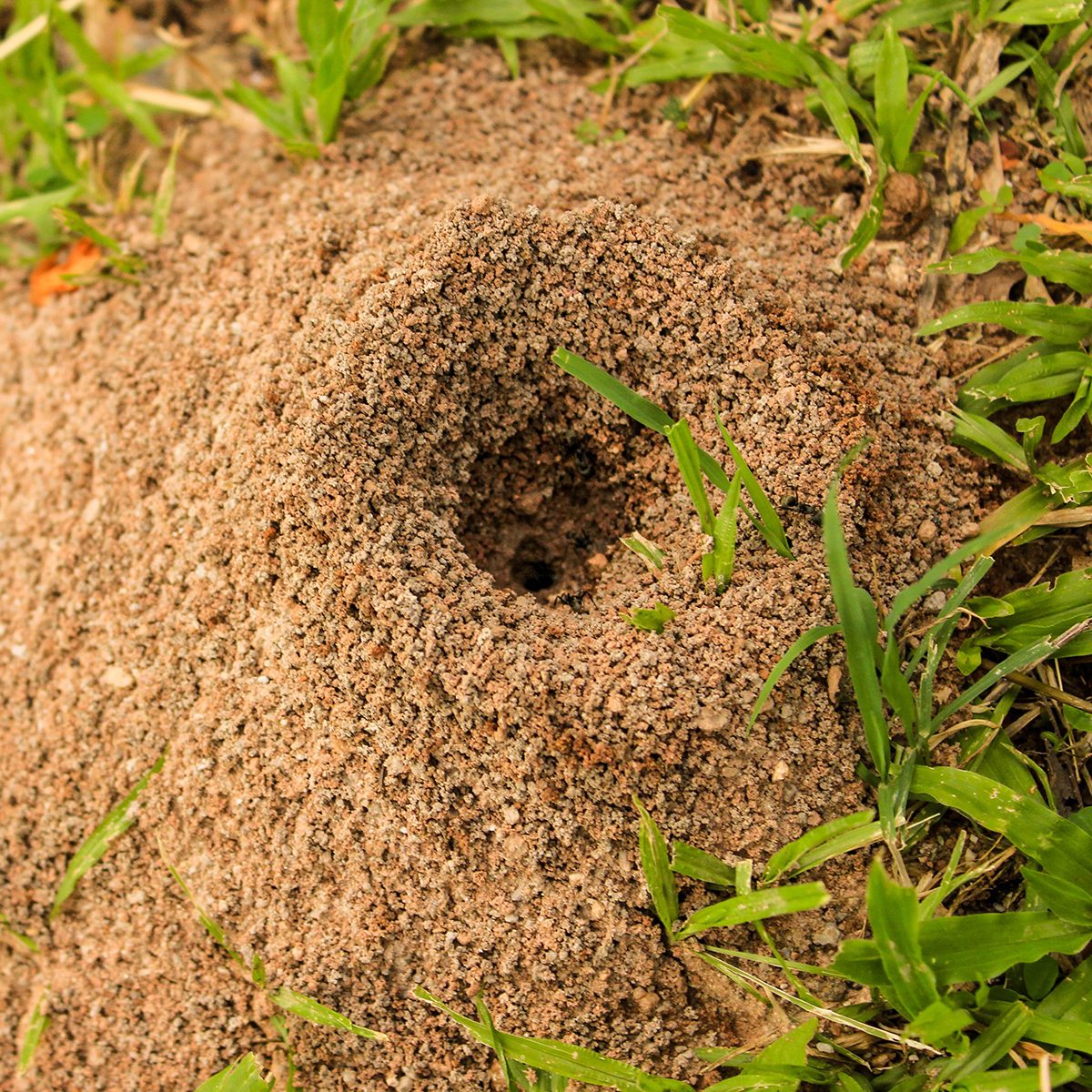 Ant hill