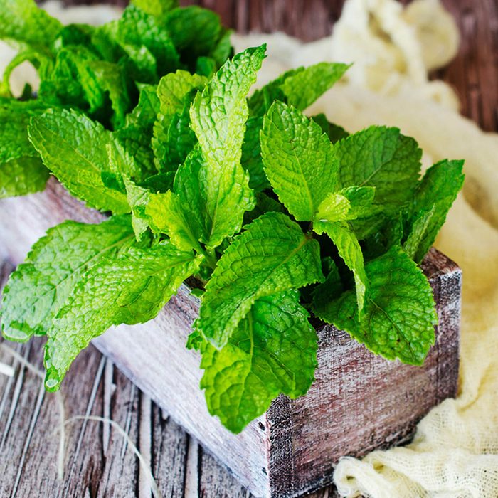 Lemon balm