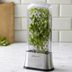 8 Tools That Help Fresh Herbs Last Longer