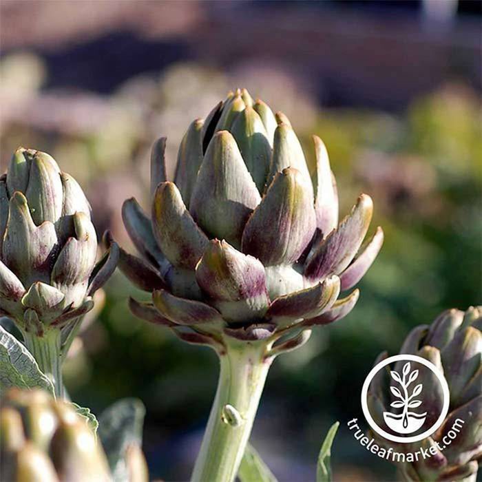 true leaf market artichoke