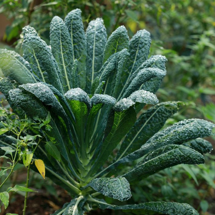 Kale plant