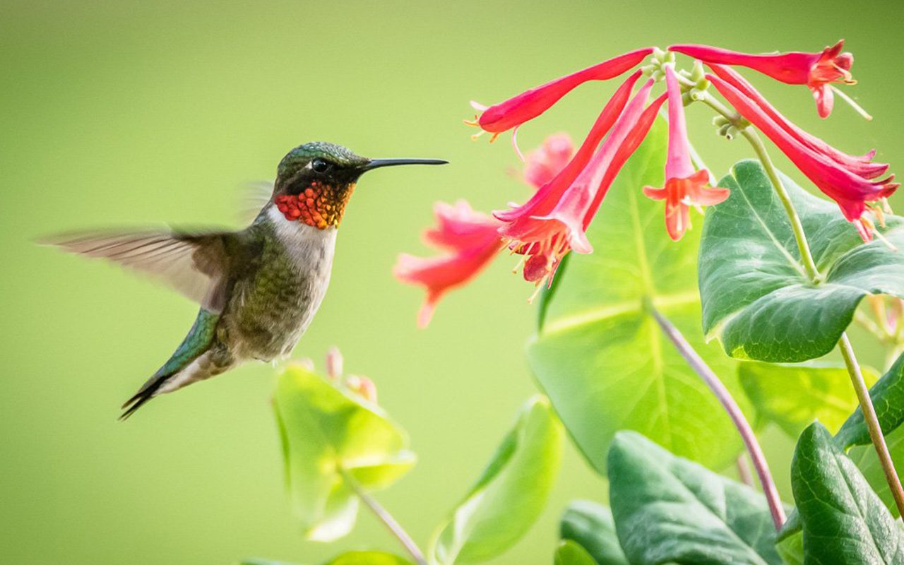 9 Expert Tips for Attracting Hummingbirds