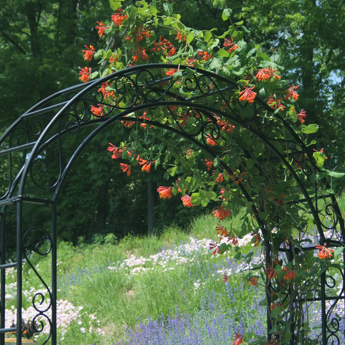 view through a black iron arbor draped with orange honeysuckle in early spring. View beyond is of wildflower meadow hillside in pink, purple and green. Very lush.