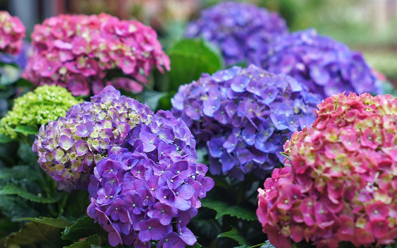 How to Prune Hydrangeas, According to an Expert Gardener