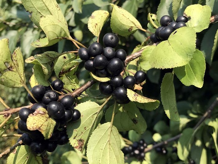 buckthorn