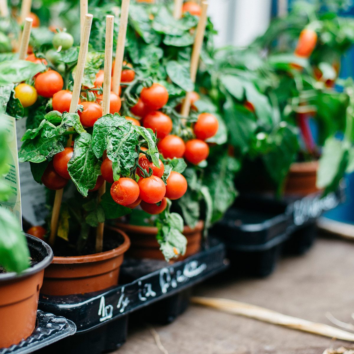 tomato garden plants