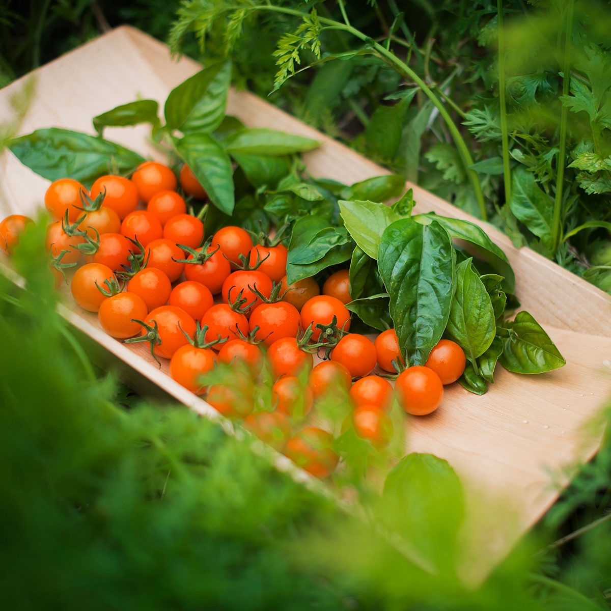 harvesting tomatoes in a tomato garden