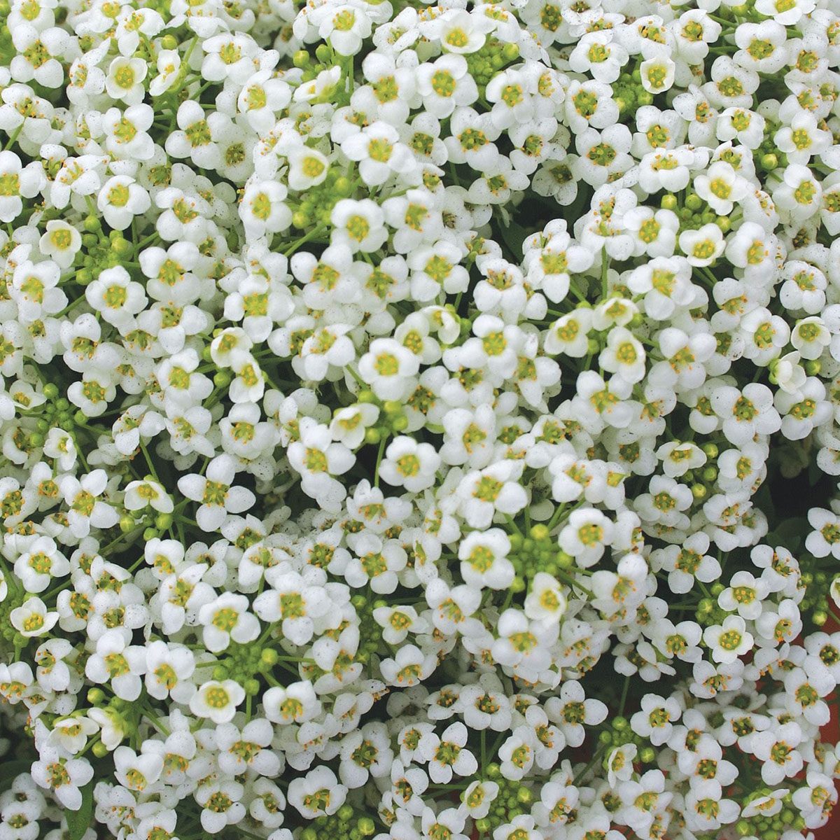 best smelling flowers Alyssum Carpet Of Snow