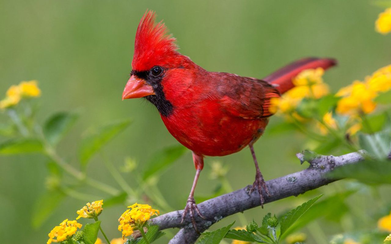 6 Proven Ways to Attract Cardinals