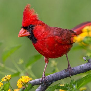 Northern cardinal rests on a branch