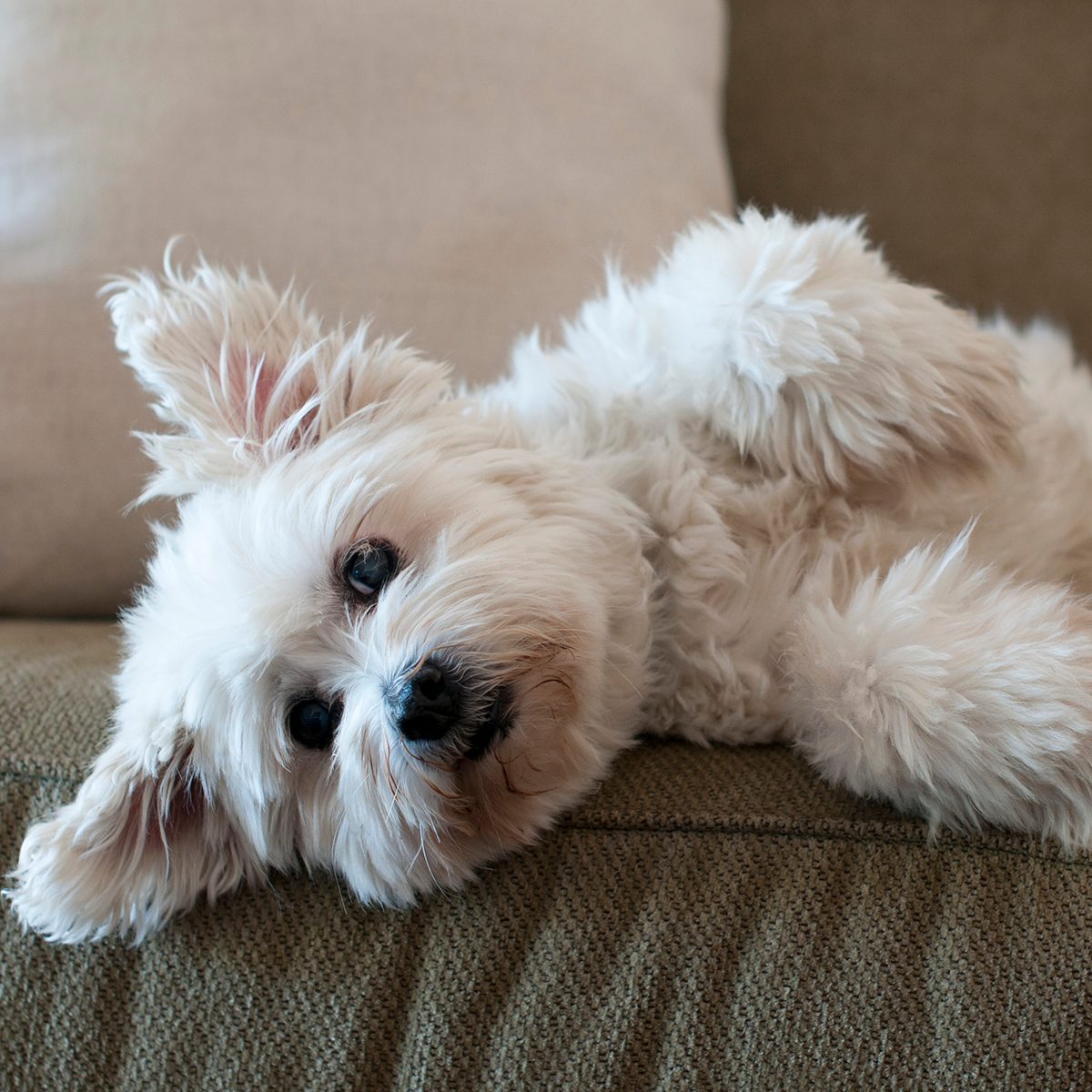 Fluffy white dog laying on lounge