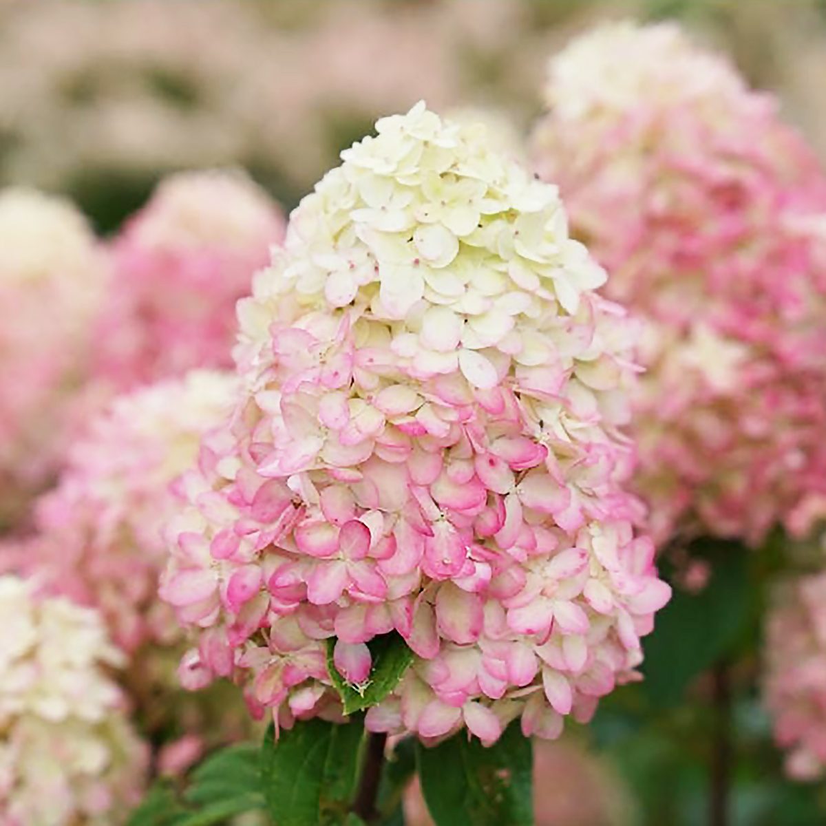 Proven Winners Limelight Prime Hydrangea