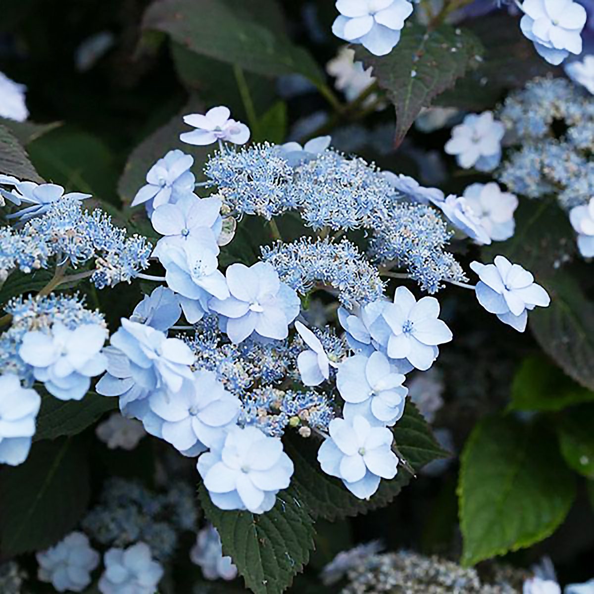 Tiny Tuff Stuff Hydrangeas