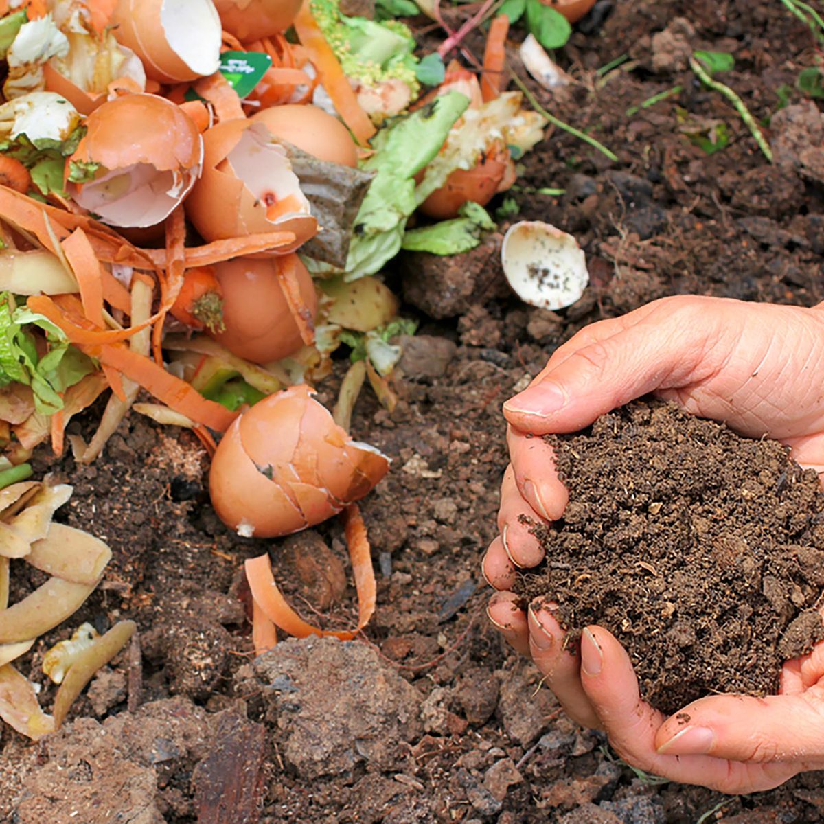 Compost - egg shells and vegetable scraps