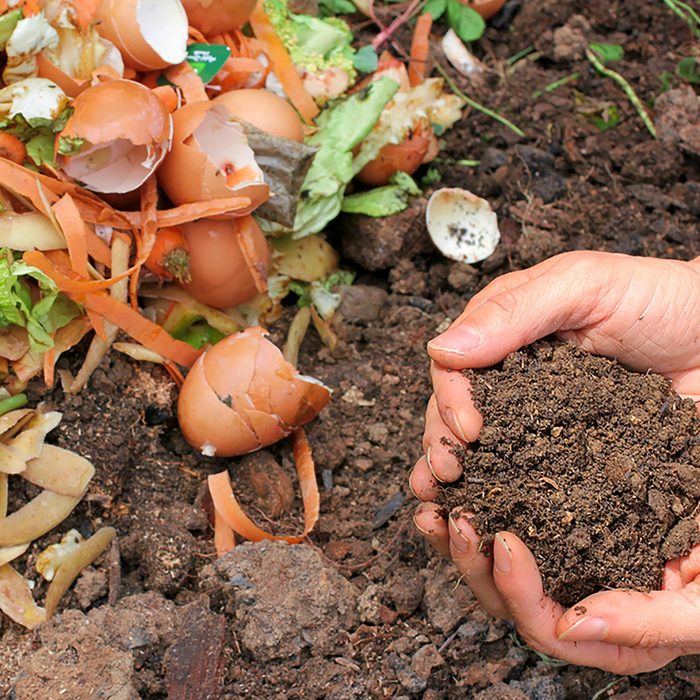 Compost - egg shells and vegetable scraps