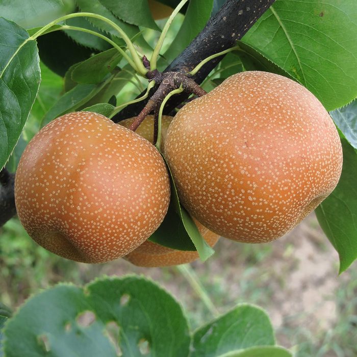 Nashi pears known also as apple pears hanging on the tree . Pyrus pyrifolia is a species of pear tree of the Rosaceae family native of East Asia