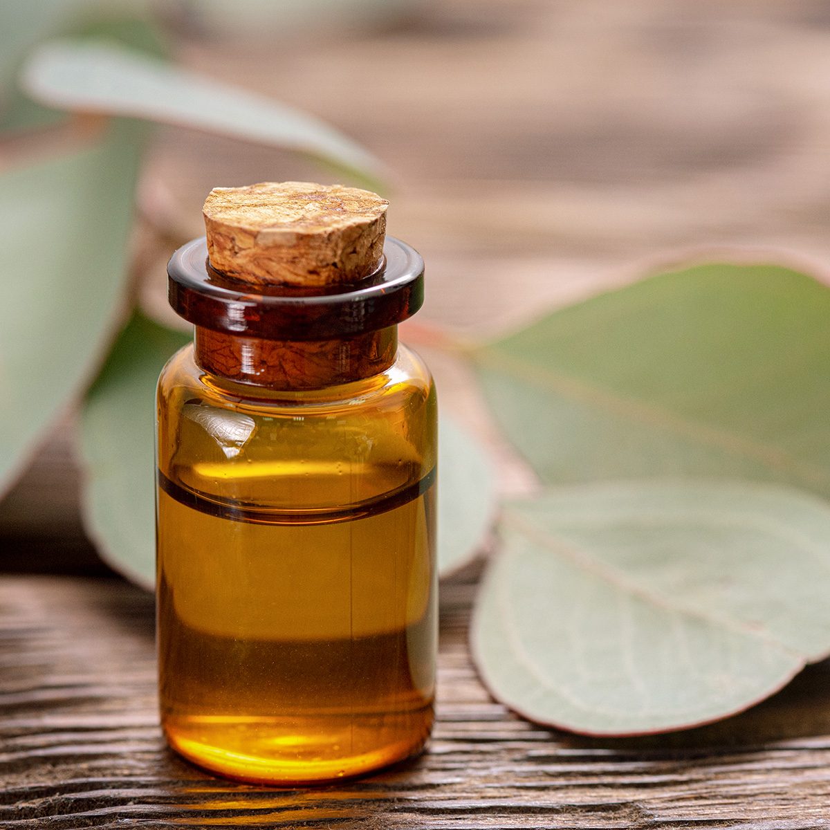 Eucalyptus essential oil and eucalyptus tree branch with green leaves on wooden background.