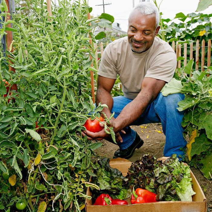 THOUGHTFUL CONSUMPTION Food Trends Report, Black man gathering vegetables in community garden