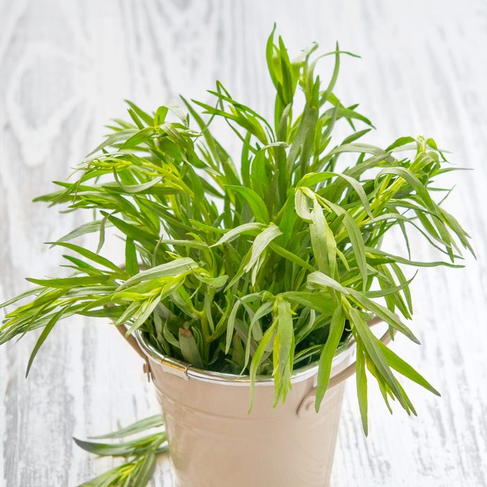 Tarragon in a pot growing inside
