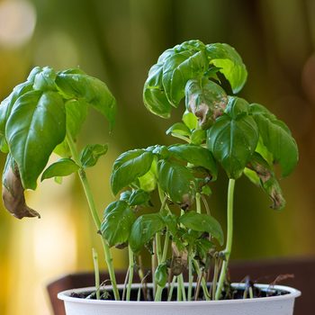 Small pot with a dying Basil plant in day light shallow depth of field 2020