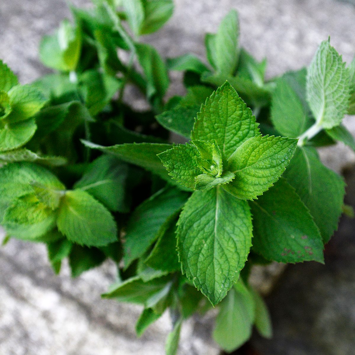BRUNSWICK, ME - JULY 10: Mint Leaves at Christine Burns Rudalevige
