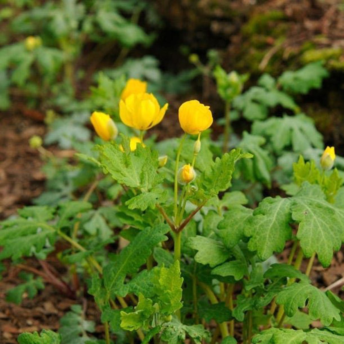 Celandine Poppy