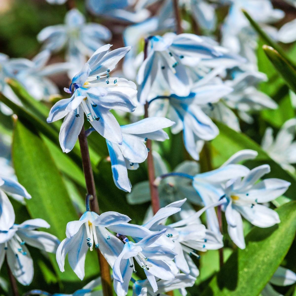 White Squill (Scilla mischtschenkoana) in garden, Moscow region, Russia; Shutterstock ID 1062872987; Use (Print or Web): Print; Client/Licensee: BXT Jan19; Job: BXT Jan19; Other: Sharon Nelson