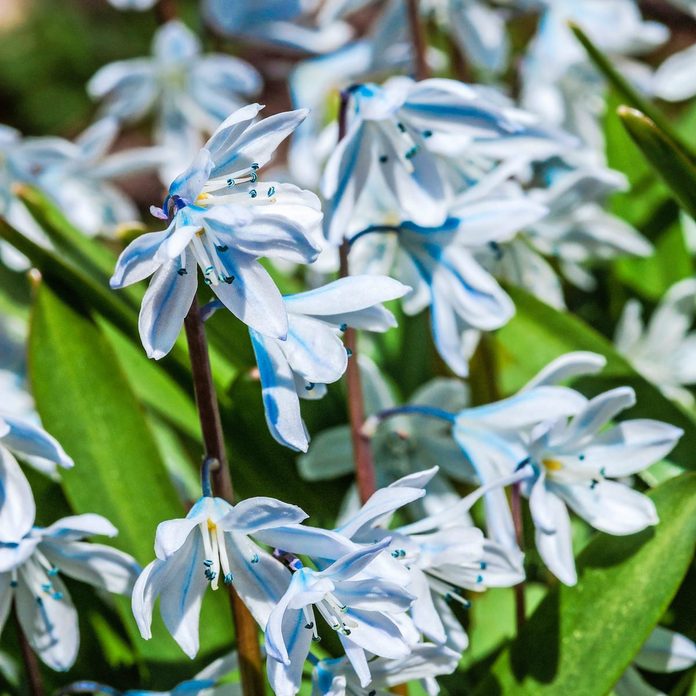 White Squill (Scilla mischtschenkoana) in garden, Moscow region, Russia; Shutterstock ID 1062872987; Use (Print or Web): Print; Client/Licensee: BXT Jan19; Job: BXT Jan19; Other: Sharon Nelson