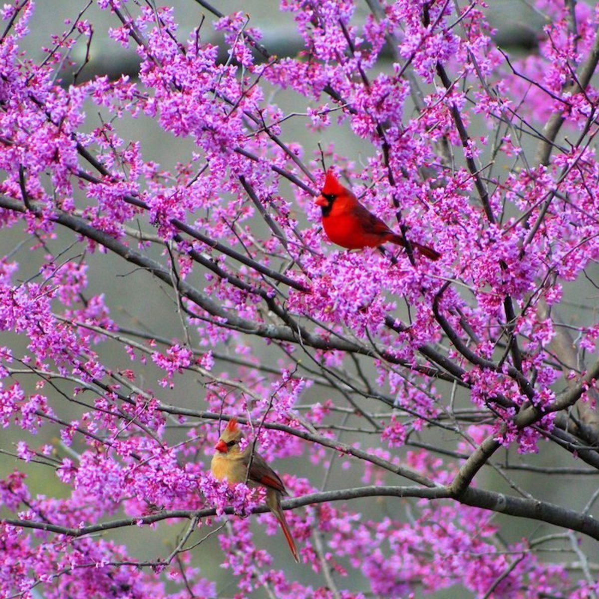 Eastern Redbud