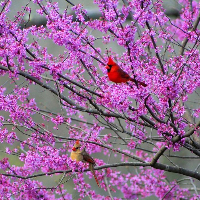 Eastern Redbud