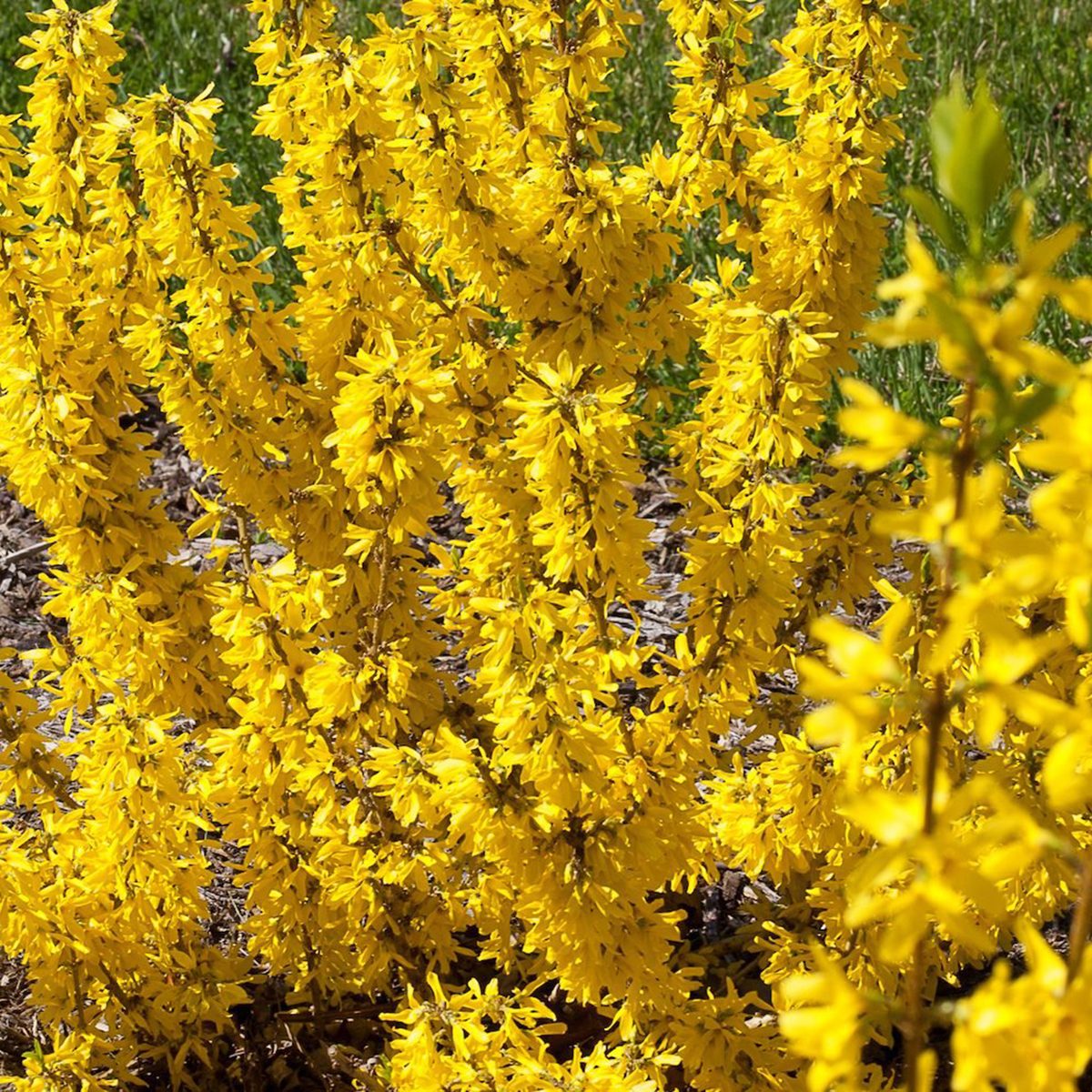 Forsythia