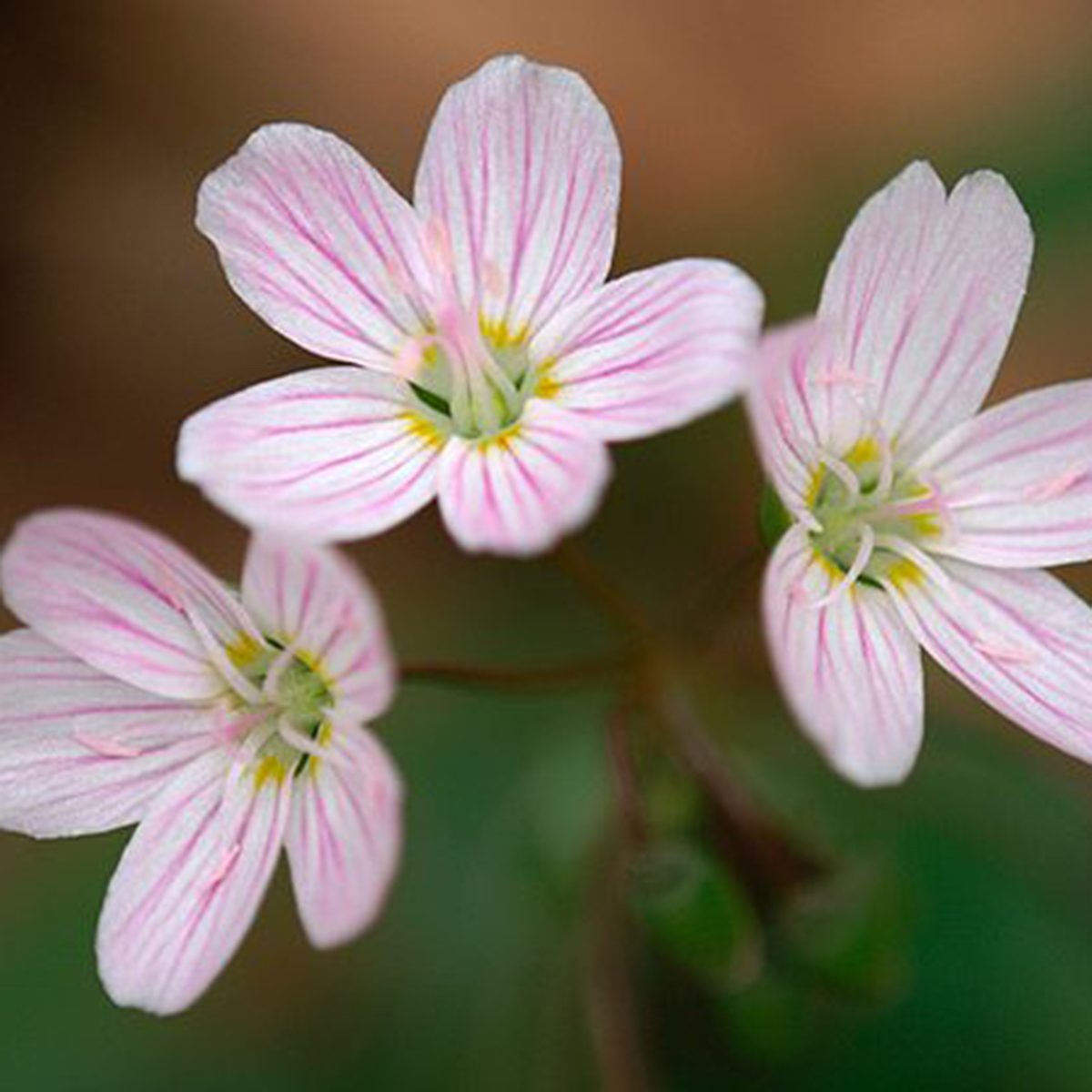 White Spring Beauty Flowers Shutterstock